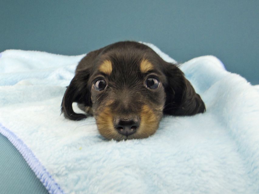 カニンヘン ダックスフンド ジャム & スルガの子犬 ブラックイエロー（ブラッククリーム） 女の子（1）