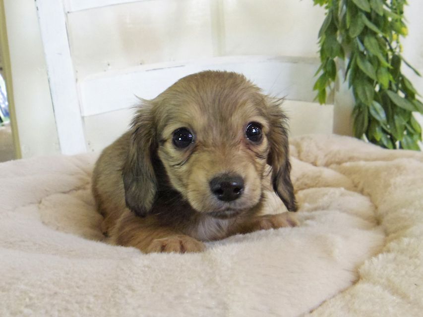 カニンヘン ダックスフンド コットン & スカッシュの子犬 イエロー（クリーム） 女の子