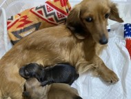 クラン　4月29日 子犬の出産
