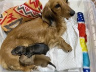 Kaninchen-Dachshund172154886