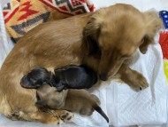 Kaninchen-Dachshund172154887