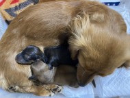 Kaninchen-Dachshund172154888