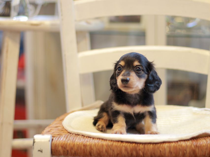 カニンヘン ダックスフンド コリン & スカッシュの子犬 ブラックイエロー(ブラッククリーム) 男の子)Kaninchen-Dachshund1740 カニンヘン ダックスフンド コリン & スカッシュの子犬 ブラックイエロー(ブラッククリーム) 男の子