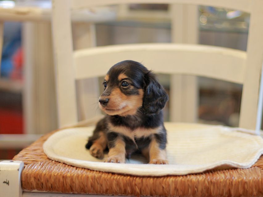 カニンヘン ダックスフンド コリン & スカッシュの子犬 ブラックイエロー(ブラッククリーム) 男の子)Kaninchen-Dachshund1745 カニンヘン ダックスフンド コリン & スカッシュの子犬 ブラックイエロー(ブラッククリーム) 男の子