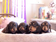 Kaninchen-Dachshund175