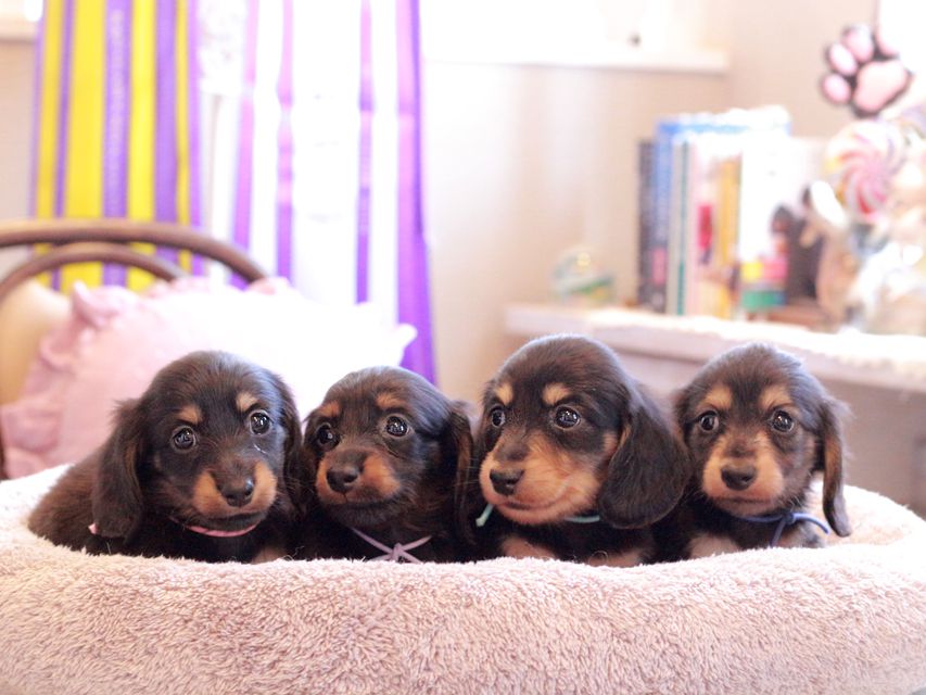 カニンヘン ダックスフンド カイラ & ピーターの子犬 ブラックイエロー（ブラッククリーム） 女の子