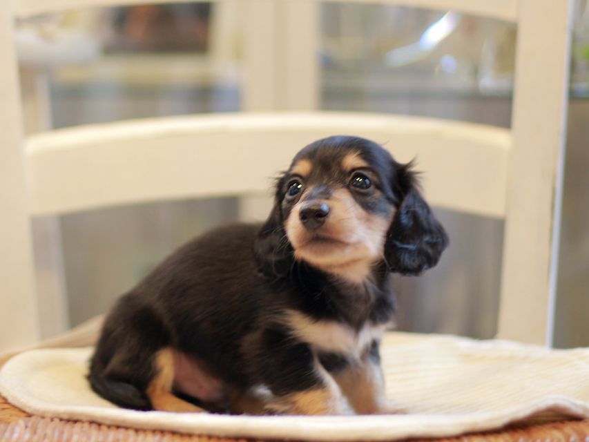 カニンヘン ダックスフンド コリン & スカッシュの子犬 ブラックイエロー(ブラッククリーム) 男の子)Kaninchen-Dachshund1752 カニンヘン ダックスフンド コリン & スカッシュの子犬 ブラックイエロー(ブラッククリーム) 男の子