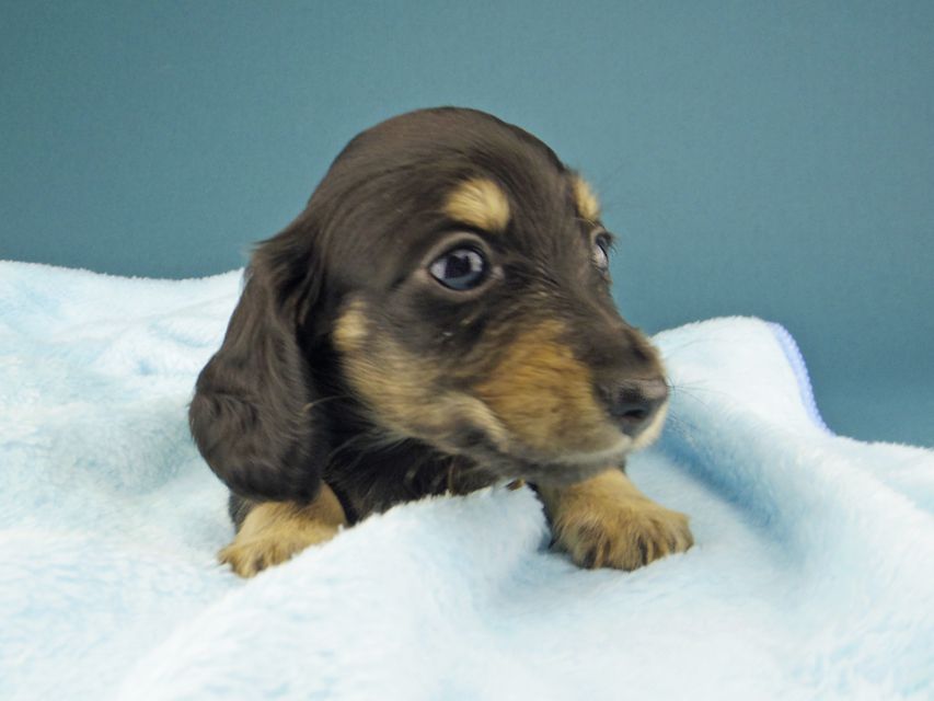 カニンヘン ダックスフンド ジャム & スルガの子犬 ブラックイエロー（ブラッククリーム） 女の子（1）