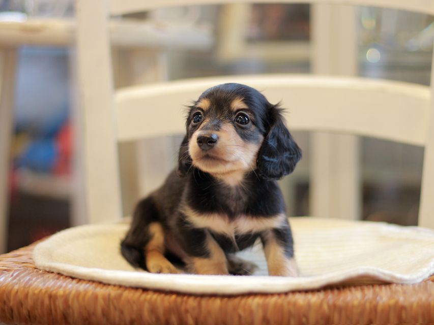カニンヘン ダックスフンド コリン & スカッシュの子犬 ブラックイエロー(ブラッククリーム) 男の子)Kaninchen-Dachshund1766 カニンヘン ダックスフンド コリン & スカッシュの子犬 ブラックイエロー(ブラッククリーム) 男の子