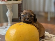 Kaninchen-Dachshund Kaninchen-Dachshund