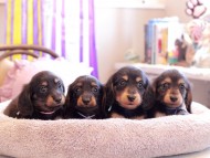 Kaninchen-Dachshund178