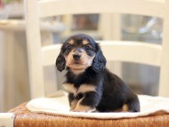 Kaninchen-Dachshund1783