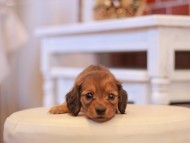 Kaninchen-Dachshund180