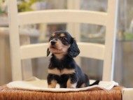 Kaninchen-Dachshund1808