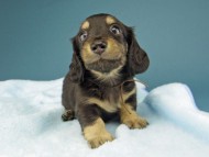Kaninchen-Dachshund181