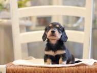 Kaninchen-Dachshund1814