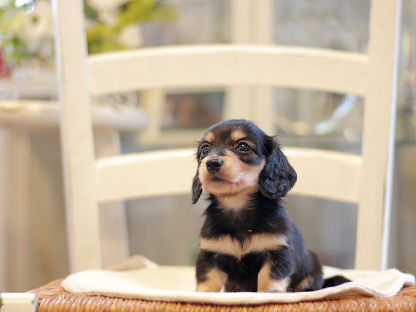 カニンヘン ダックスフンド コリン & スカッシュの子犬 ブラックイエロー(ブラッククリーム) 女の子Kaninchen-Dachshund1819 カニンヘン ダックスフンド コリン & スカッシュの子犬 ブラックイエロー(ブラッククリーム) 女の子