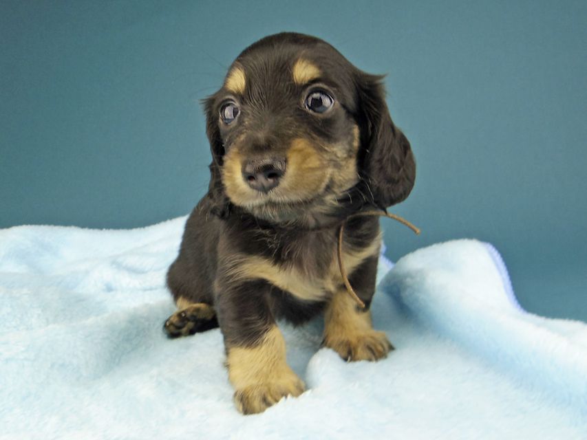 カニンヘン ダックスフンド ジャム & スルガの子犬 ブラックイエロー（ブラッククリーム） 女の子（1）