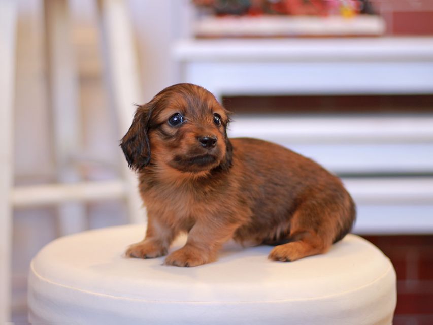 カニンヘン ダックスフンド オリーブ & ブルースの子犬 レッド 男の子