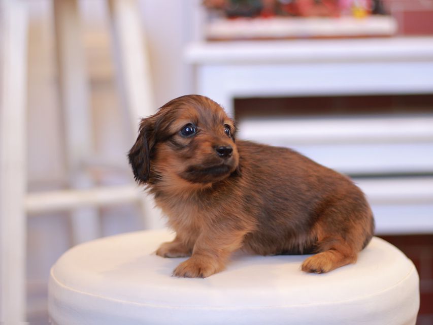 カニンヘン ダックスフンド オリーブ & ブルースの子犬 レッド 男の子