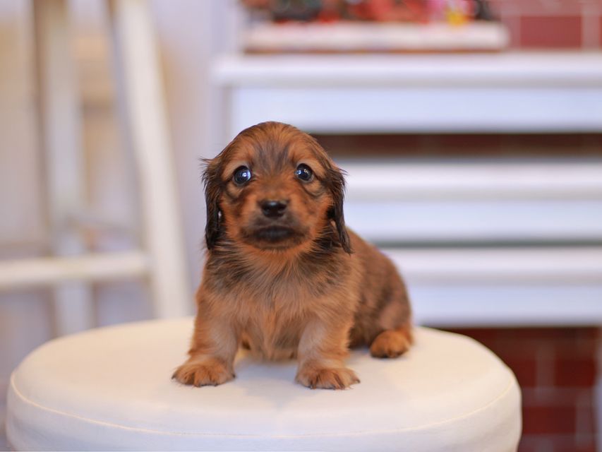 カニンヘン ダックスフンド オリーブ & ブルースの子犬 レッド 男の子