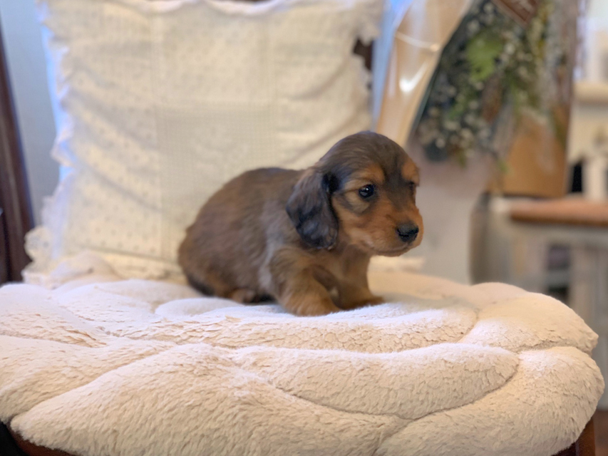 カニンヘン ダックスフンド トマト & オスカーの子犬 レッド 男の子