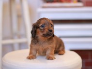 Kaninchen-Dachshund1852