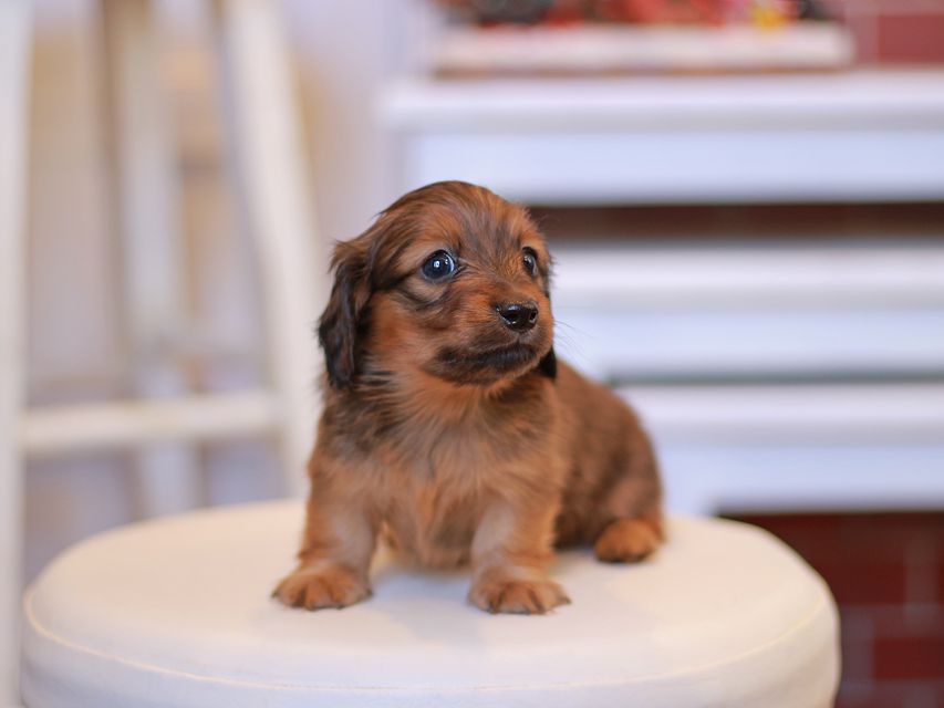 カニンヘン ダックスフンド オリーブ & ブルースの子犬 レッド 男の子