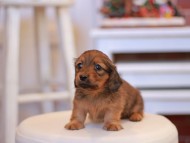 Kaninchen-Dachshund1855