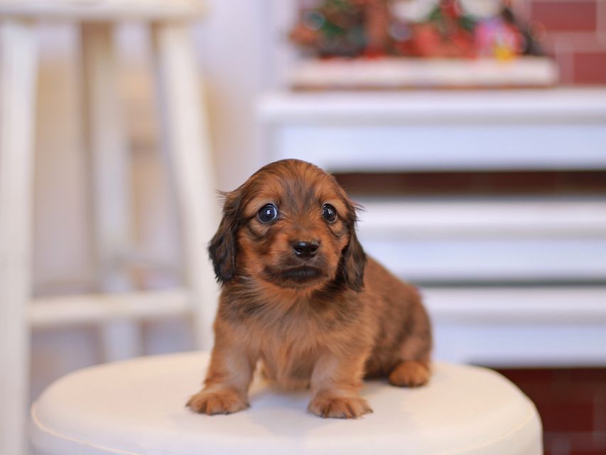 カニンヘン ダックスフンド オリーブ & ブルースの子犬 レッド 男の子