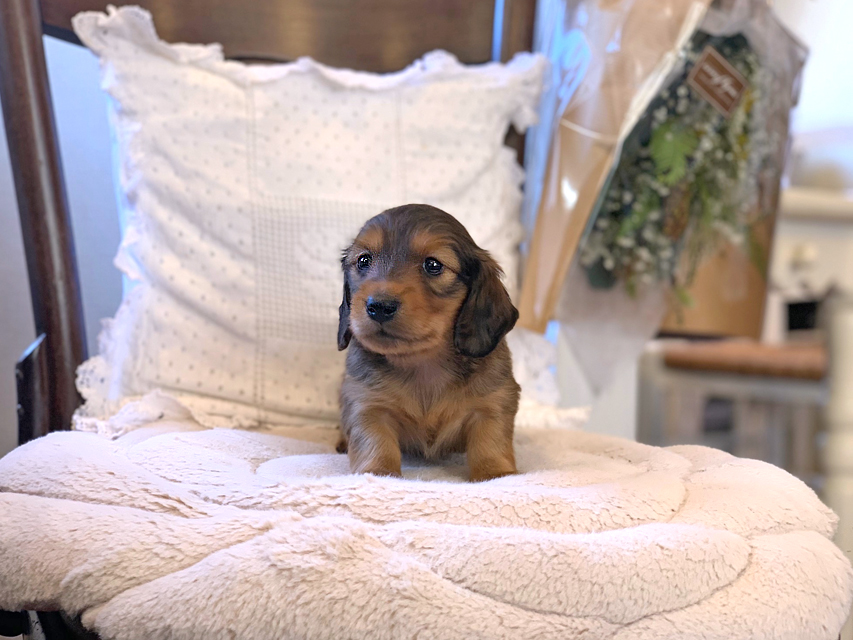 カニンヘン ダックスフンド トマト & オスカーの子犬 レッド 男の子