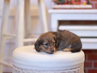 Kaninchen-Dachshund1861