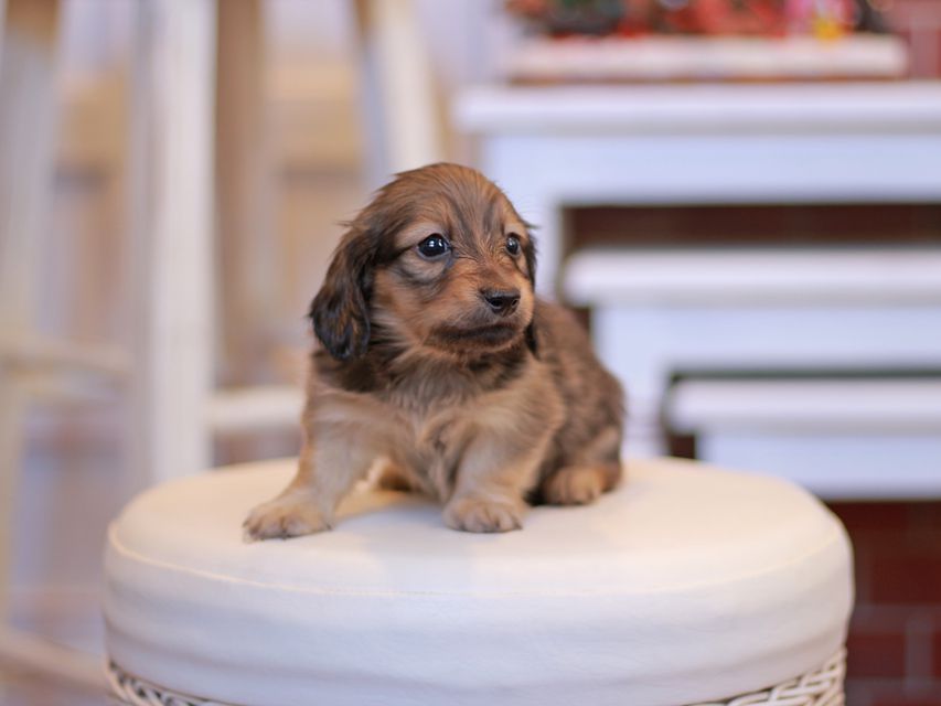 カニンヘン ダックスフンド オリーブ & ブルースの子犬 イエロー(クリーム) 男の子Kaninchen-Dachshund1863 カニンヘン ダックスフンド オリーブ & ブルースの子犬 イエロー(クリーム) 男の子
