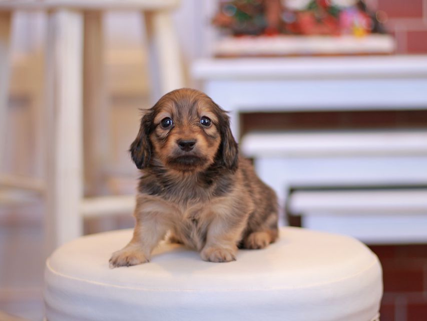 カニンヘン ダックスフンド オリーブ & ブルースの子犬 イエロー(クリーム) 男の子Kaninchen-Dachshund1869 カニンヘン ダックスフンド オリーブ & ブルースの子犬 イエロー(クリーム) 男の子
