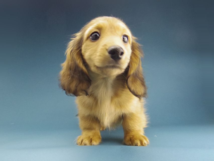 カニンヘン ダックスフンド バンビ & スカッシュの子犬 レッド 男の子