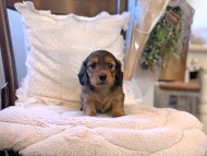 Kaninchen-Dachshund187 Kaninchen-Dachshund187