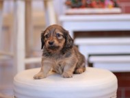 Kaninchen-Dachshund1872