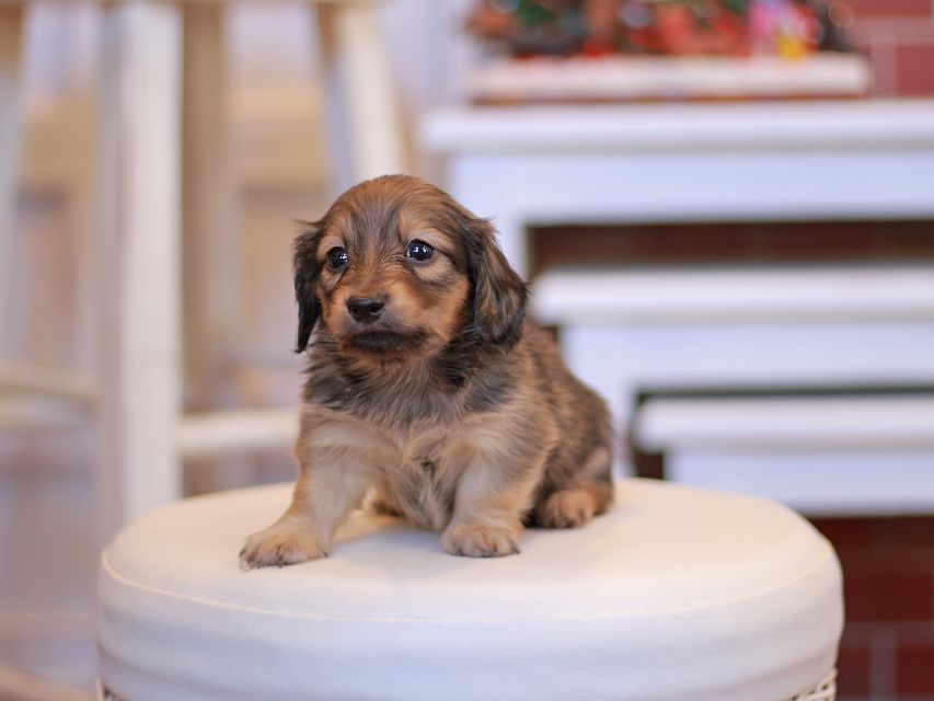 カニンヘン ダックスフンド オリーブ & ブルースの子犬 イエロー(クリーム) 男の子Kaninchen-Dachshund1872 カニンヘン ダックスフンド オリーブ & ブルースの子犬 イエロー(クリーム) 男の子