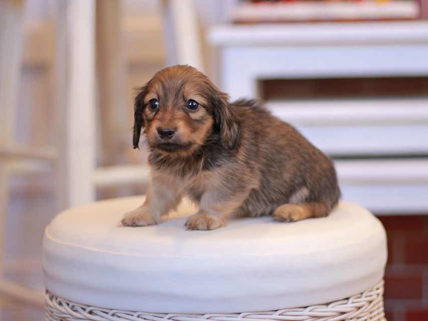 カニンヘン ダックスフンド オリーブ & ブルースの子犬 イエロー(クリーム) 男の子Kaninchen-Dachshund1875 カニンヘン ダックスフンド オリーブ & ブルースの子犬 イエロー(クリーム) 男の子