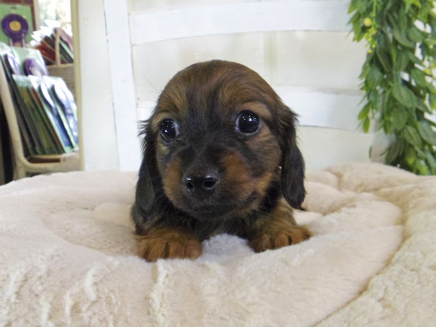 カニンヘン ダックスフンド サファリ & 竹千代 レッド 男の子