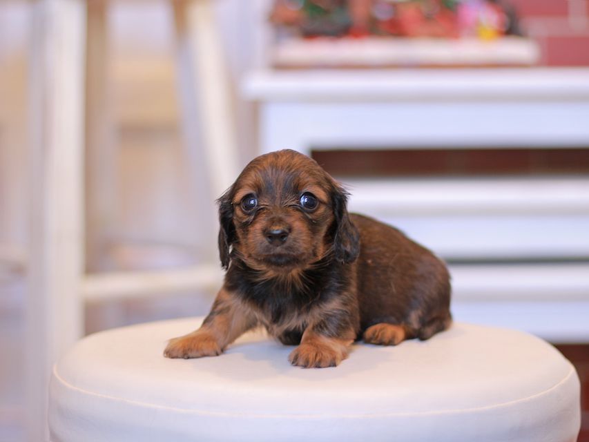 カニンヘン ダックスフンド オリーブ & ブルースの子犬 レッド 女の子（1）