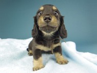 Kaninchen-Dachshund189