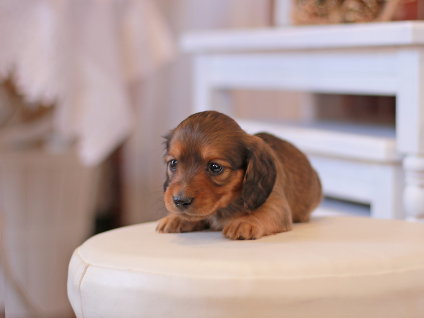 カニンヘン ダックスフンド ティナ&竹千代CHの子犬 レッド 女の子