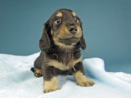 Kaninchen-Dachshund190