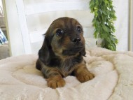 Kaninchen-Dachshund190