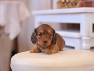 Kaninchen-Dachshund190