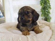 Kaninchen-Dachshund191