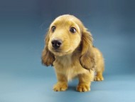 Kaninchen-Dachshund192