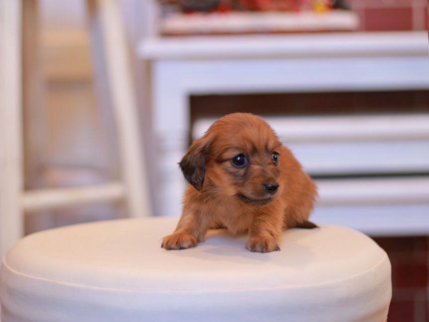 カニンヘン ダックスフンド オリーブ & ブルースの子犬 レッド 女の子（2）