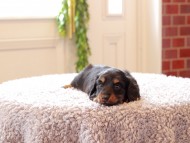 Kaninchen-Dachshund193 Kaninchen-Dachshund193